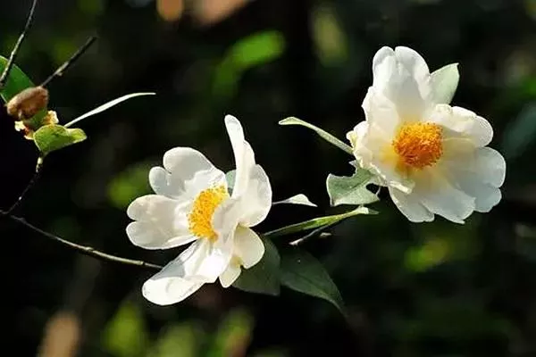 溫州山茶花打卡景點推薦