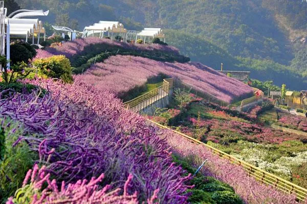 新津花舞人間<a href='http://www.dmpxhzm.com/' target=_blank>旅游攻略</a> 附門(mén)票價(jià)格及交通指南