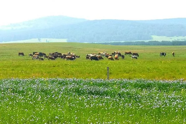 御道口<a href='http://www.dmpxhzm.com/' target=_blank>旅游攻略</a> 去御道口草原怎么走